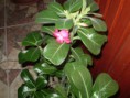 /album/fenykepgaleria/sivatagi-rozsa-adenium-005-jpg/